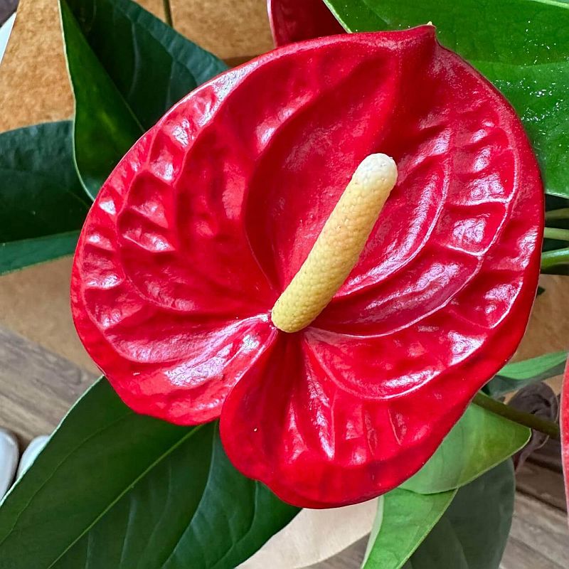 Цветок Антуриум