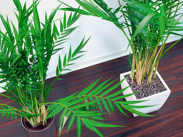 Пальма арека