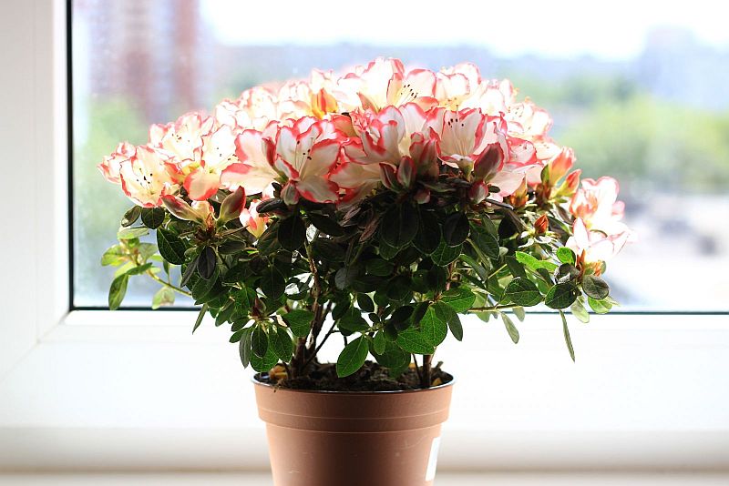 Азалия в квартире